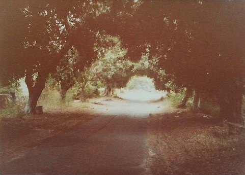 1982, רחוב החרובים